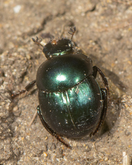Canthon cyanellus