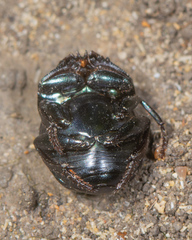 Canthon cyanellus