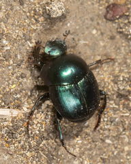 Canthon cyanellus