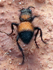 Dasymutilla montivagoides