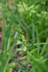 Carex polymorpha