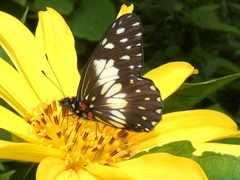 Catasticta nimbice