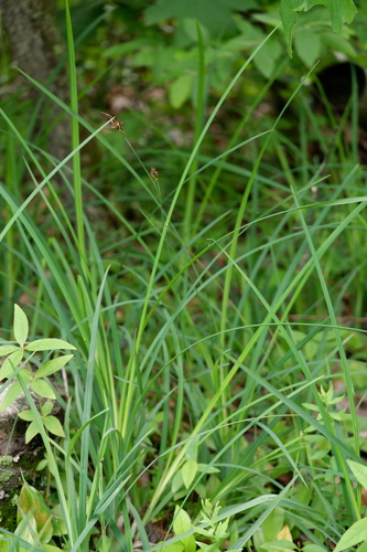 Image of Carex polymorpha by (c) Bonnie Semmling, some rights reserved (CC BY)