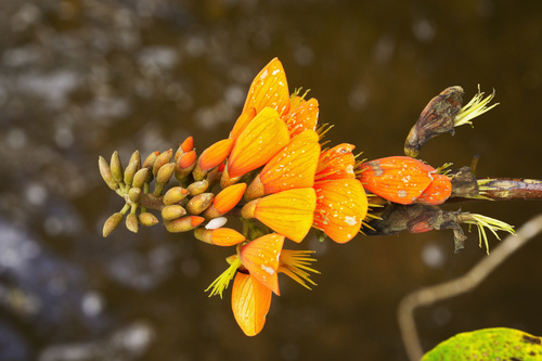 Erythrina edulis (Erythrina edulis)