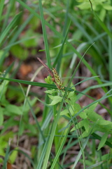 Carex polymorpha