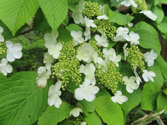 Viburnum plicatum