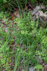 Carex polymorpha