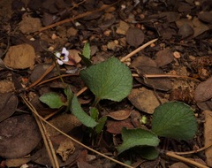 Viola cuneata