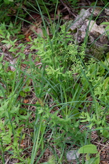 Carex polymorpha