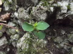 Peperomia liebmannii