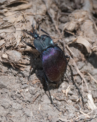 Scaphinotus elevatus