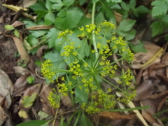 Arracacia atropurpurea