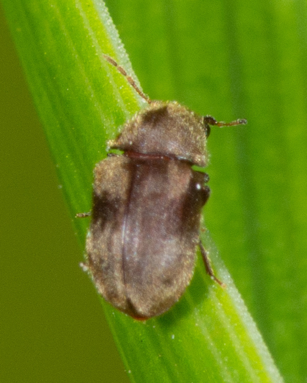 Protheca
