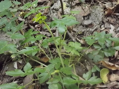 Arracacia atropurpurea