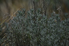 Lavandula angustifolia
