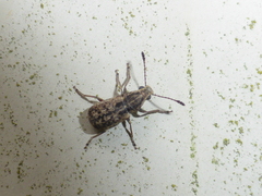 Cacephatus