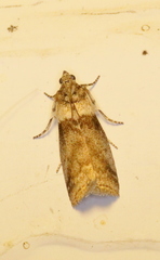 Meroptera pravella