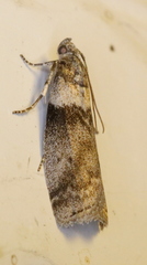 Meroptera pravella