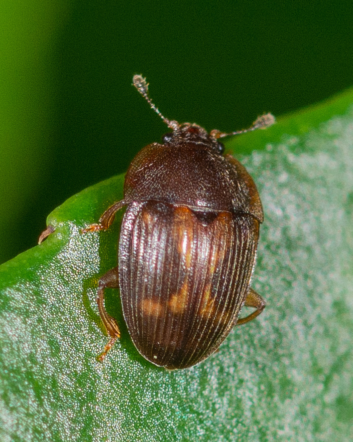Stelidota