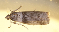 Meroptera pravella