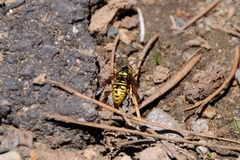 Vespula infernalis