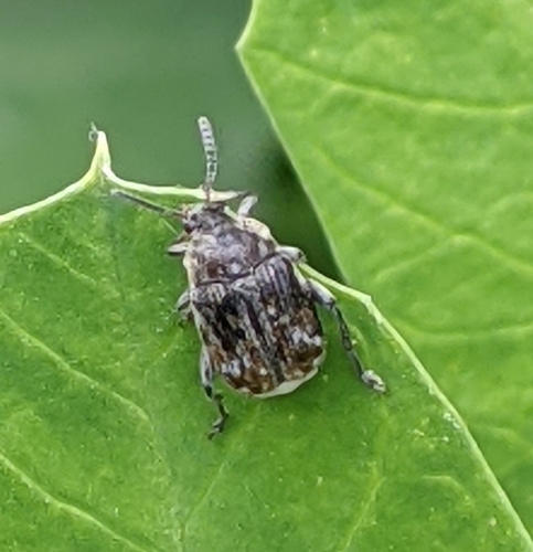 Pea Beetle photo 2