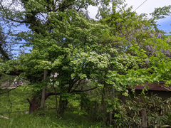 Viburnum plicatum