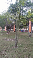 Ceiba pentandra