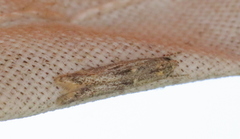Blastodacna bicristatella