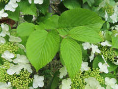 Viburnum plicatum