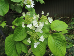 Viburnum plicatum