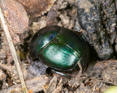 Canthon cyanellus
