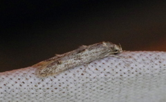 Blastodacna bicristatella