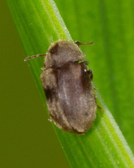 Protheca hispida