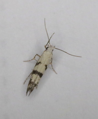 Argyresthia austerella