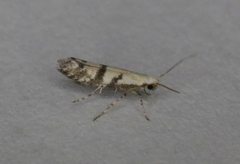 Argyresthia austerella