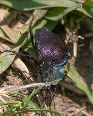 Scaphinotus elevatus