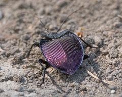 Scaphinotus elevatus