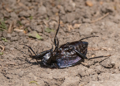 Scaphinotus elevatus