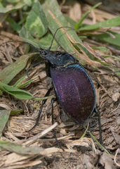 Scaphinotus elevatus