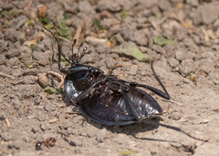 Scaphinotus elevatus