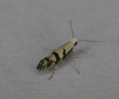 Argyresthia austerella