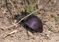 Scaphinotus elevatus
