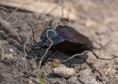 Scaphinotus elevatus