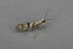 Argyresthia austerella