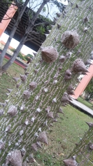 Ceiba pentandra