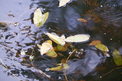 Potamogeton amplifolius