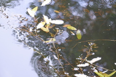 Potamogeton amplifolius