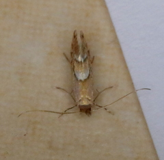 Phyllonorycter aeriferella