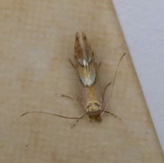 Phyllonorycter aeriferella